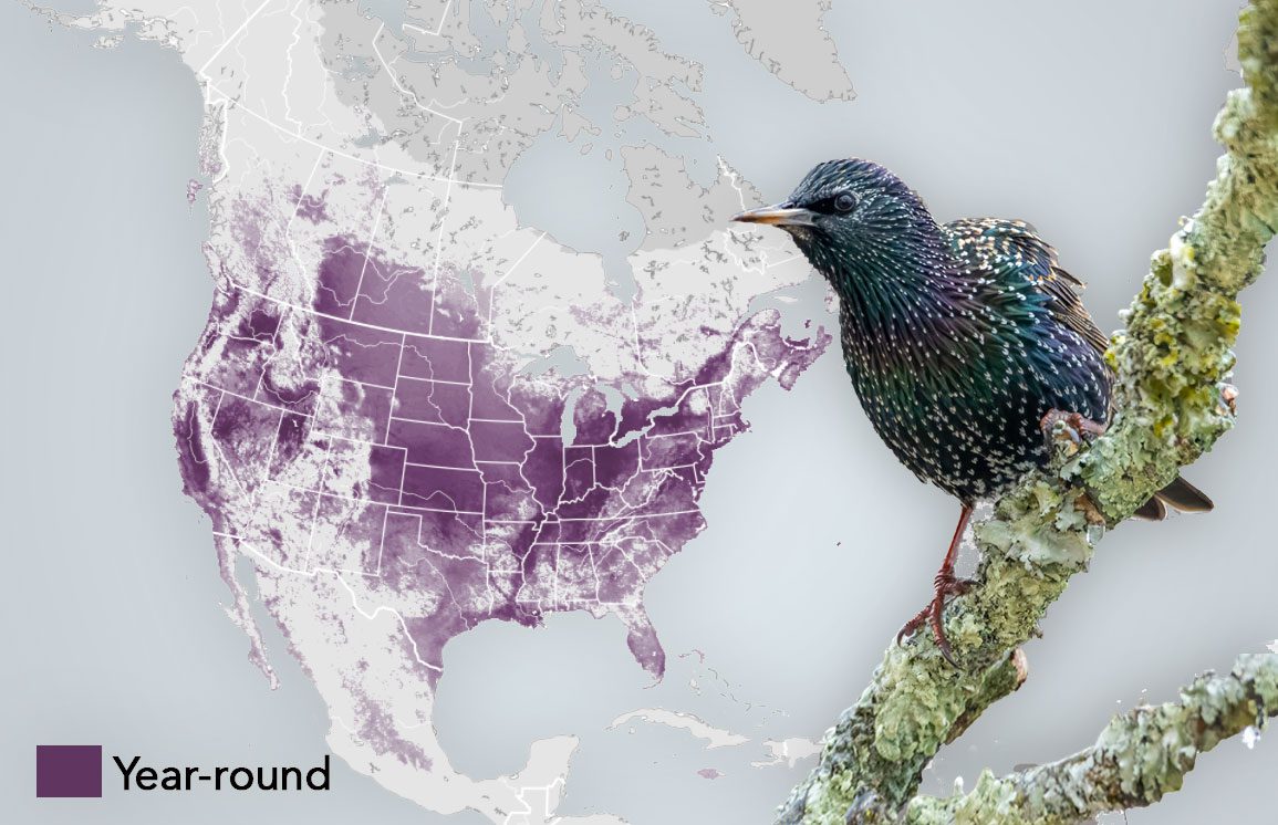 After European Starlings were introduced into New York City in 1890, the species quickly spread across the continent. By the 1940s, starlings were found in almost every U.S. state and Canadian province. Map: eBird Science European Starling abundance map 2021; European Starling photo by Matthew Plante/Macaulay Library.