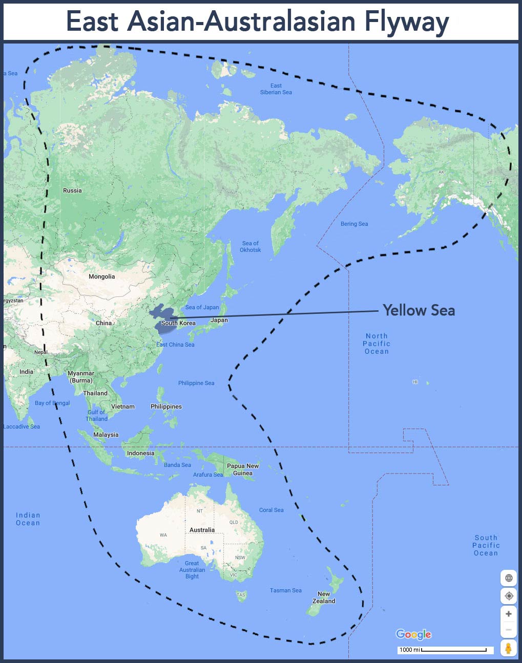 World map showing East Asian-Australasian shorebird flyway