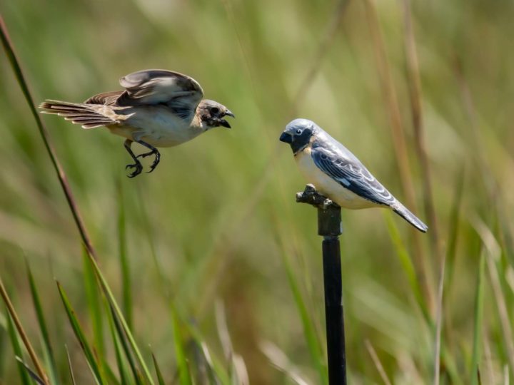 male Iberá seedeater attacks a decoy in an experimental test