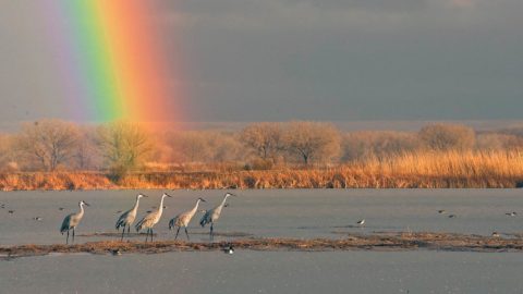 Sandhill Cranes with rainbow in background