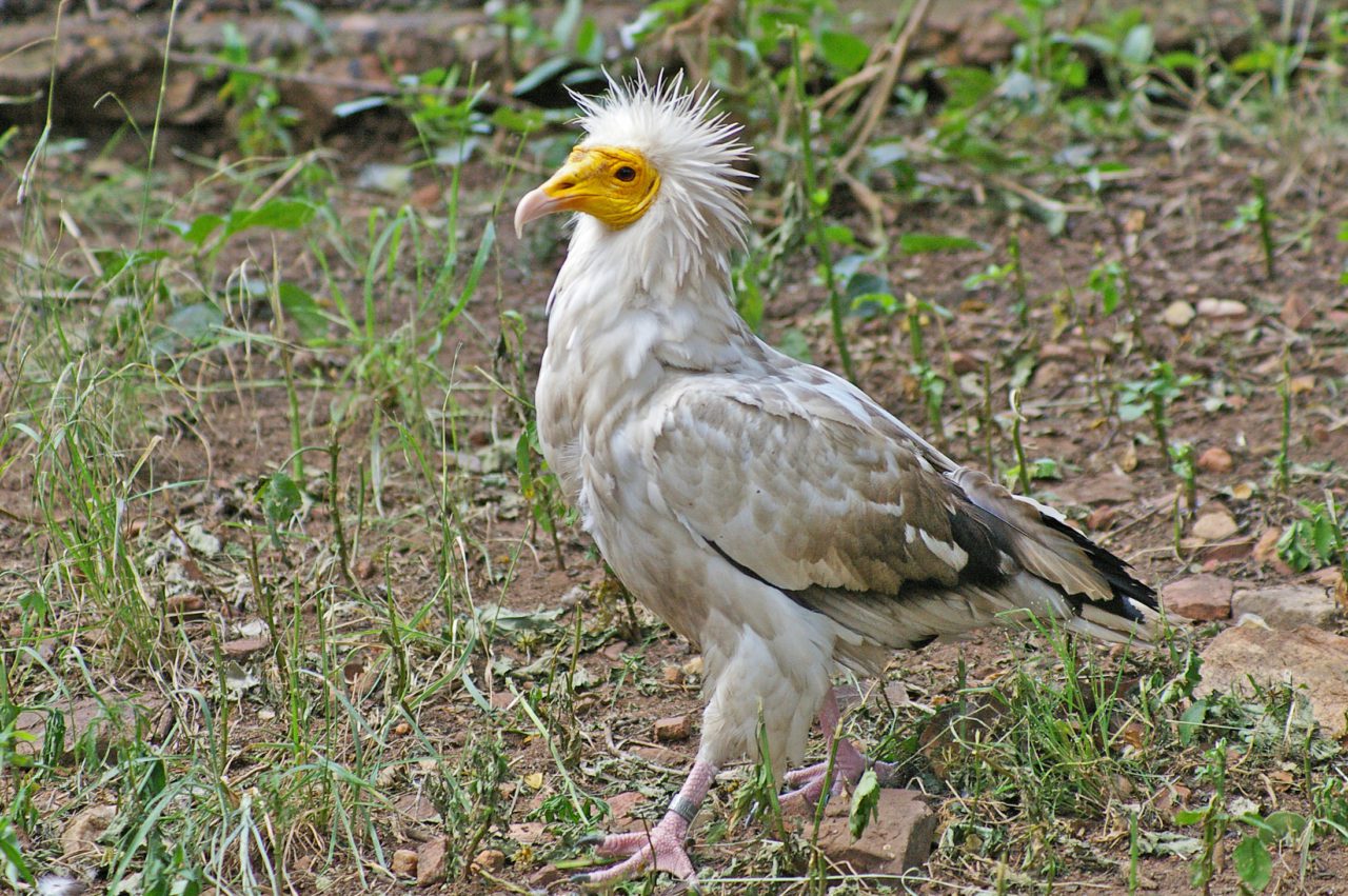 Egyptian Vulture by André Botha.