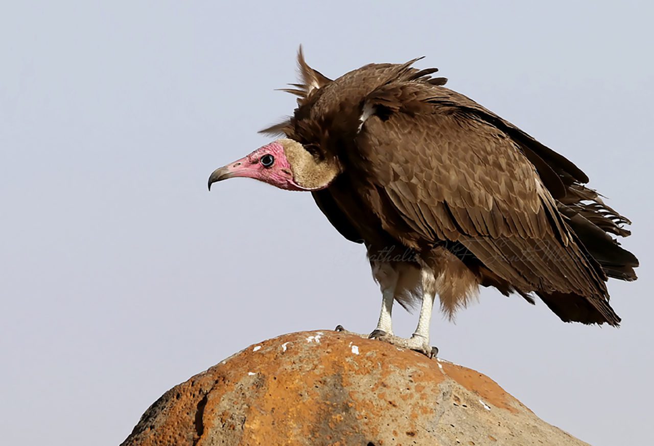 Hooded Vulture by Nathalie Santa Maria/Macaulay Library.