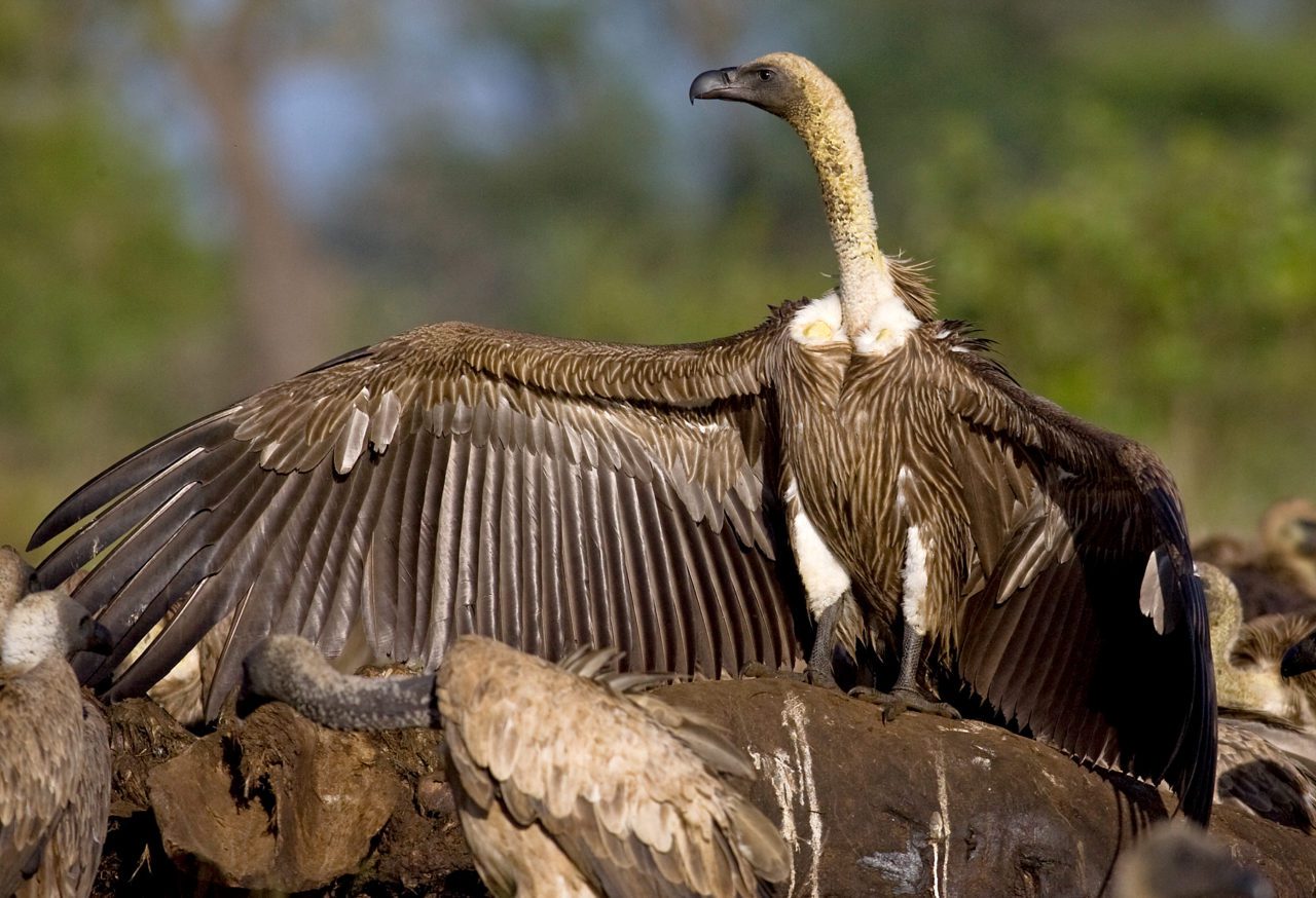 White-backed Vulture by André Botha.