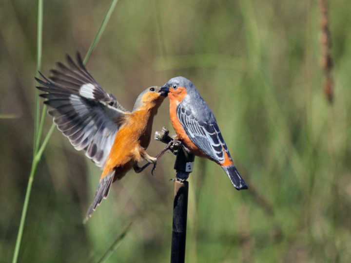 a male tawny-bellied seedeater attacks a decoy in an experimental test