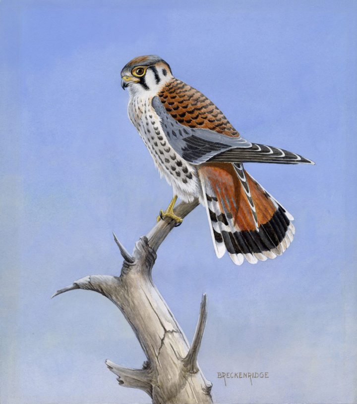 An American Kestrel by Fitz mentor Wal­ter Breckenridge, an ecologist and ornithologist at the University of Minnesota. Image courtesy of the Bell Museum.