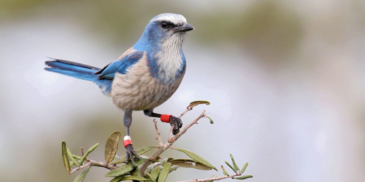 Fitzpatrick started working with the Florida Scrub-Jay in 1972. Photo by Alex Lamoreaux/Macaulay Library.