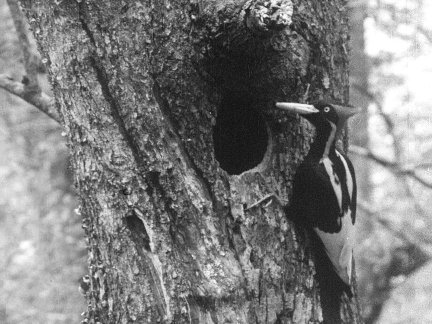One of the only photos of the Ivory-billed Woodpecker, taken by the Cornell Lab's founder, Arthur Allen in 1935. It is now in the Macaulay Library.