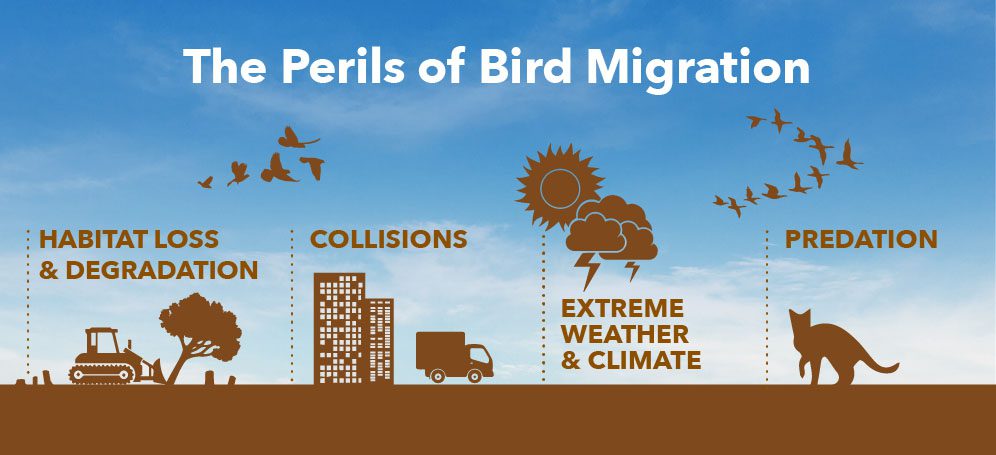 infographic showing major dangers to migrating birds: Habitat loss and degradation, collisions, extreme weather and climate, predation