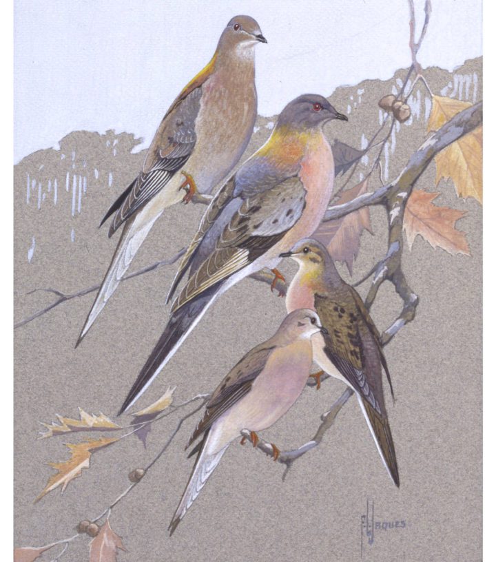 Passenger Pigeons by Francis Lee Jaques, a neighbor and early artistic influence on Fitz. Image courtesy of the Bell Museum.