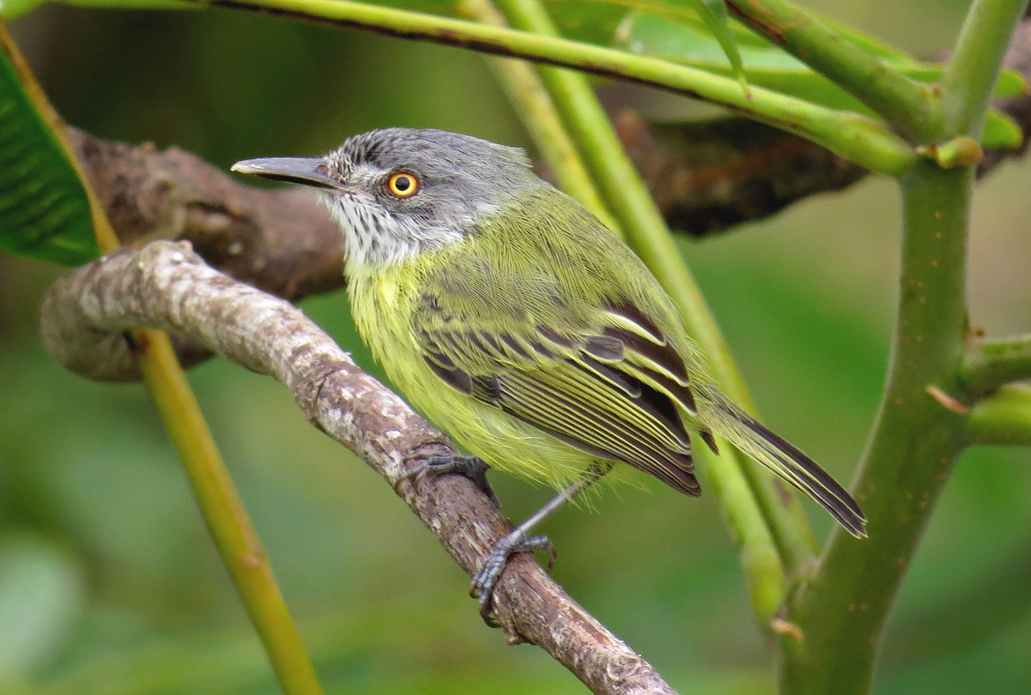 Spotted Tody-Flycatcher by Tomaz Melo/Macaulay Library.