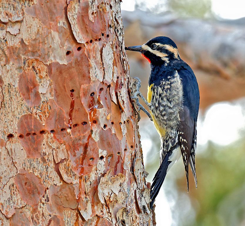 Williamson's Sapsucker by Pierre Deviche/Macaulay Library.