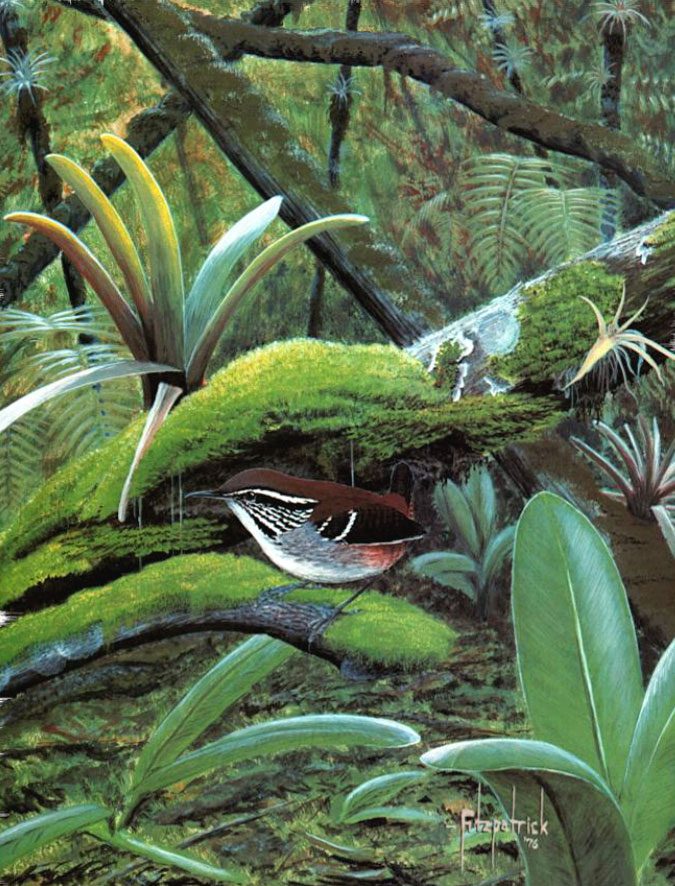 In Peru, Fitzpatrick helped describe many bird species that were new to science. For some species, he was also the first to illustrate them—such as this first look for the scientific world at the Bar-winged Wood-Wren in its habitat.