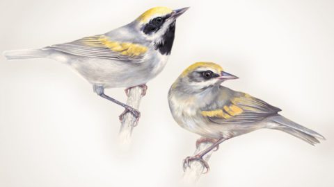 Golden-winged Warblers. Illustrations by Jen Lobo.