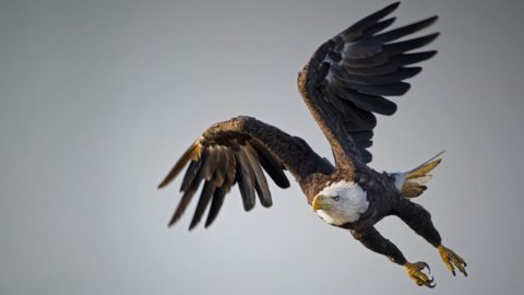 Bald Eagle--Photographer Brian Kushner captured the eagles power and grace with this whoopee photo.
