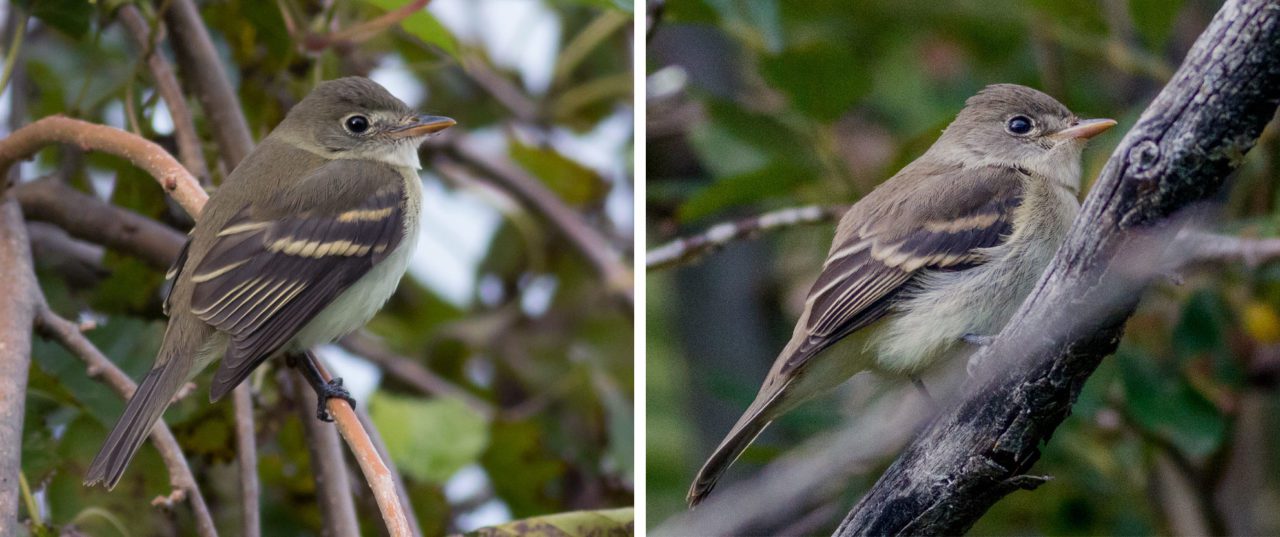 Alder Flycatcher by Tom Johnson (left), Willow Flycatcher by Ethan Denton, both from Macaulay Library.