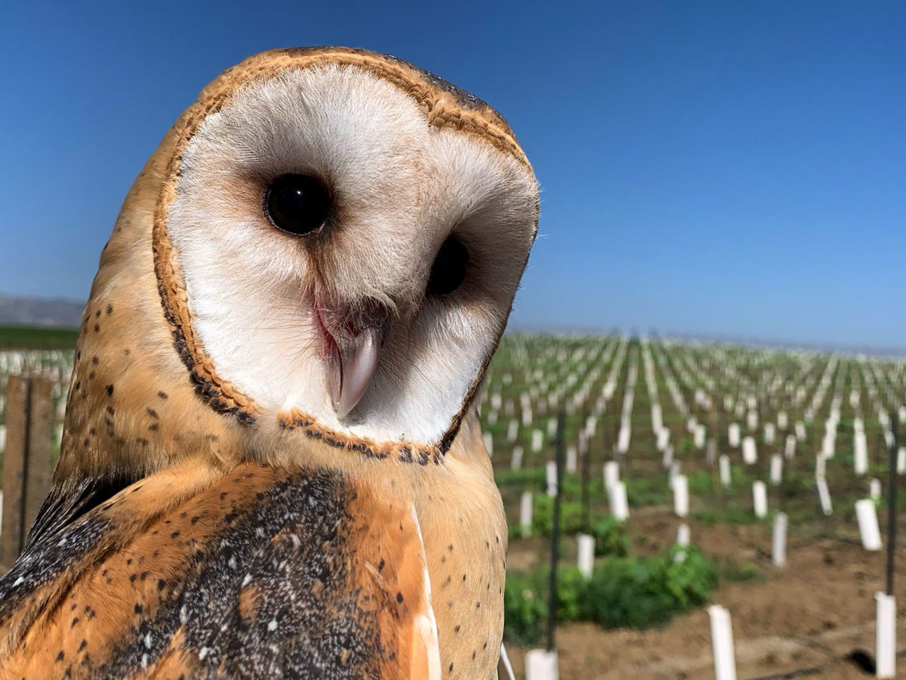Research from scientists at Humboldt State University estimated that a family of Barn Owls killed 3,000 rodents in California vineyards over the course of a single year. Photo by Ryan Bourbour.