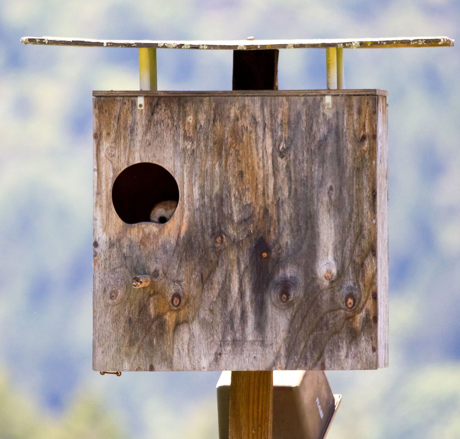 In California’s Sonoma Valley, Barn Owl nest boxes are a common sight among the vineyards. Photo by Ryan Bourbour.