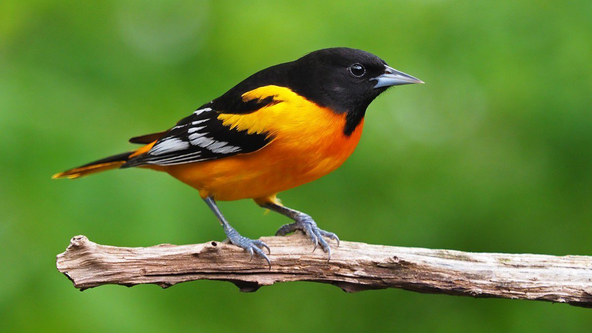 Baltimore Oriole by Gary Mueller/Macaulay Library.