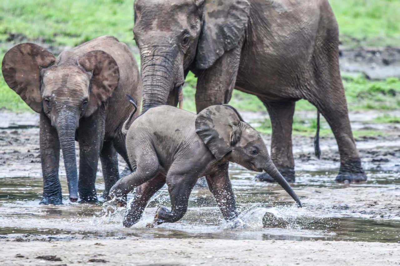 young forest elephant plays in front of a group of larger elephants