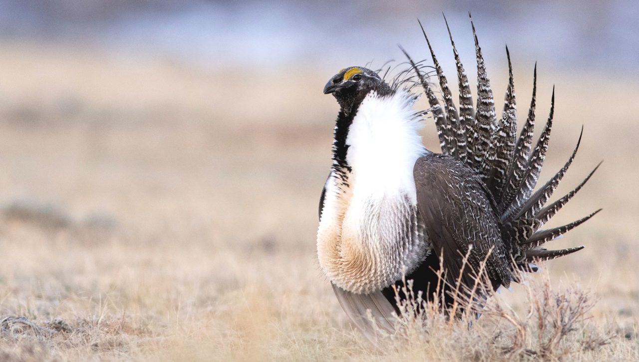 Greater Sage-Grouse by Brandon Nidiffer/Macaulay Library.