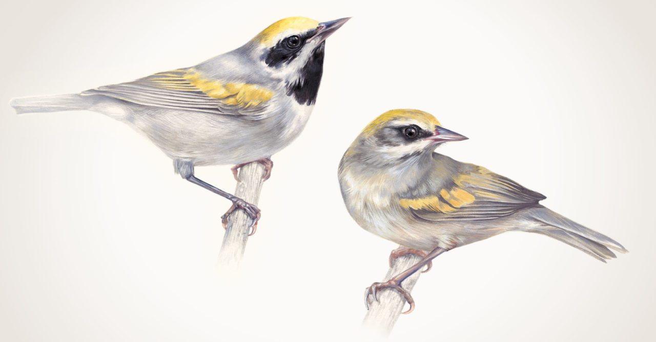 Golden-winged Warblers. Illustrations by Jen Lobo.