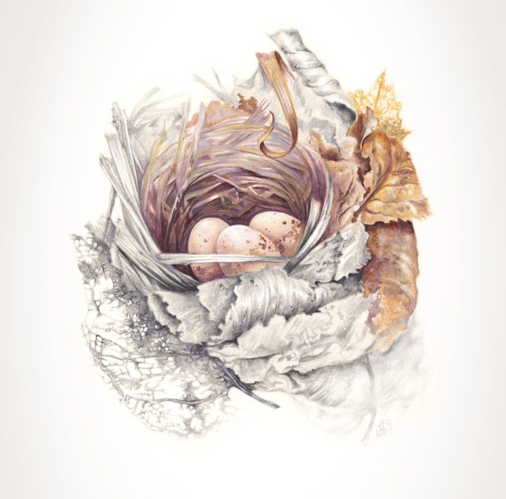 Golden-winged Warbler nest. Illustrations by Jen Lobo.