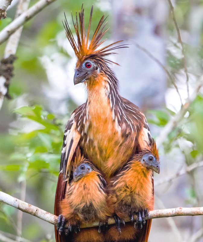 Hoatzin and chicks by Rhys Marsh/Macaulay Library.