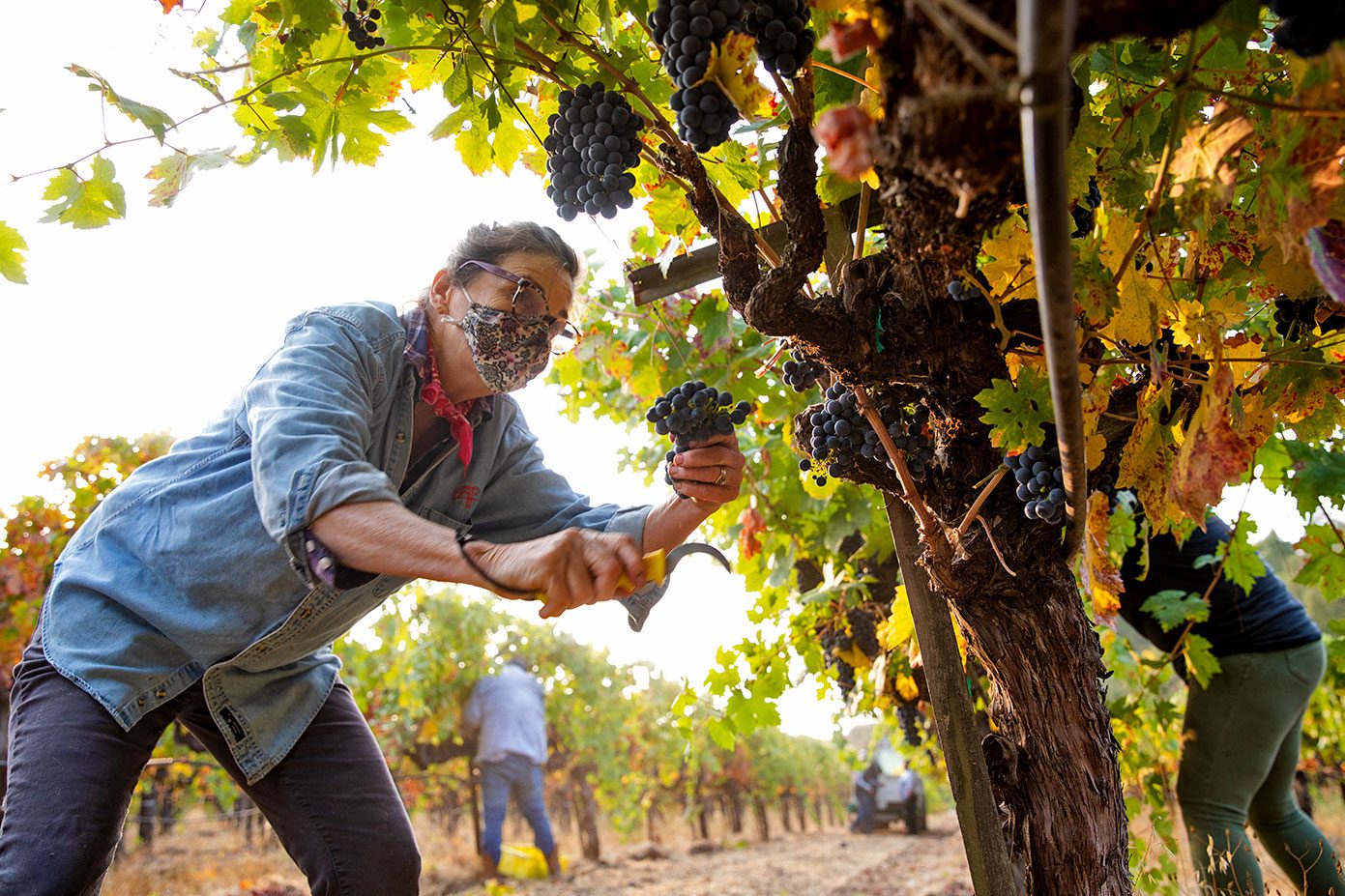 Tres Sabores vineyard owner Julie Johnson maintaining two-thirds of her land in natural and semi-native cover. Photo by Kaare Iverson.