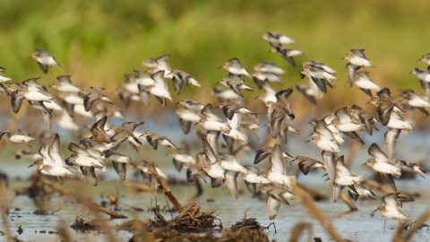 Photo of Least Sandpipers flock by Larry Pace.