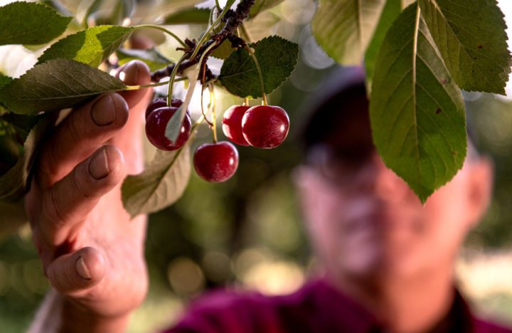 Cherries at the Leelanau orchard. Photo by Craig Watson.