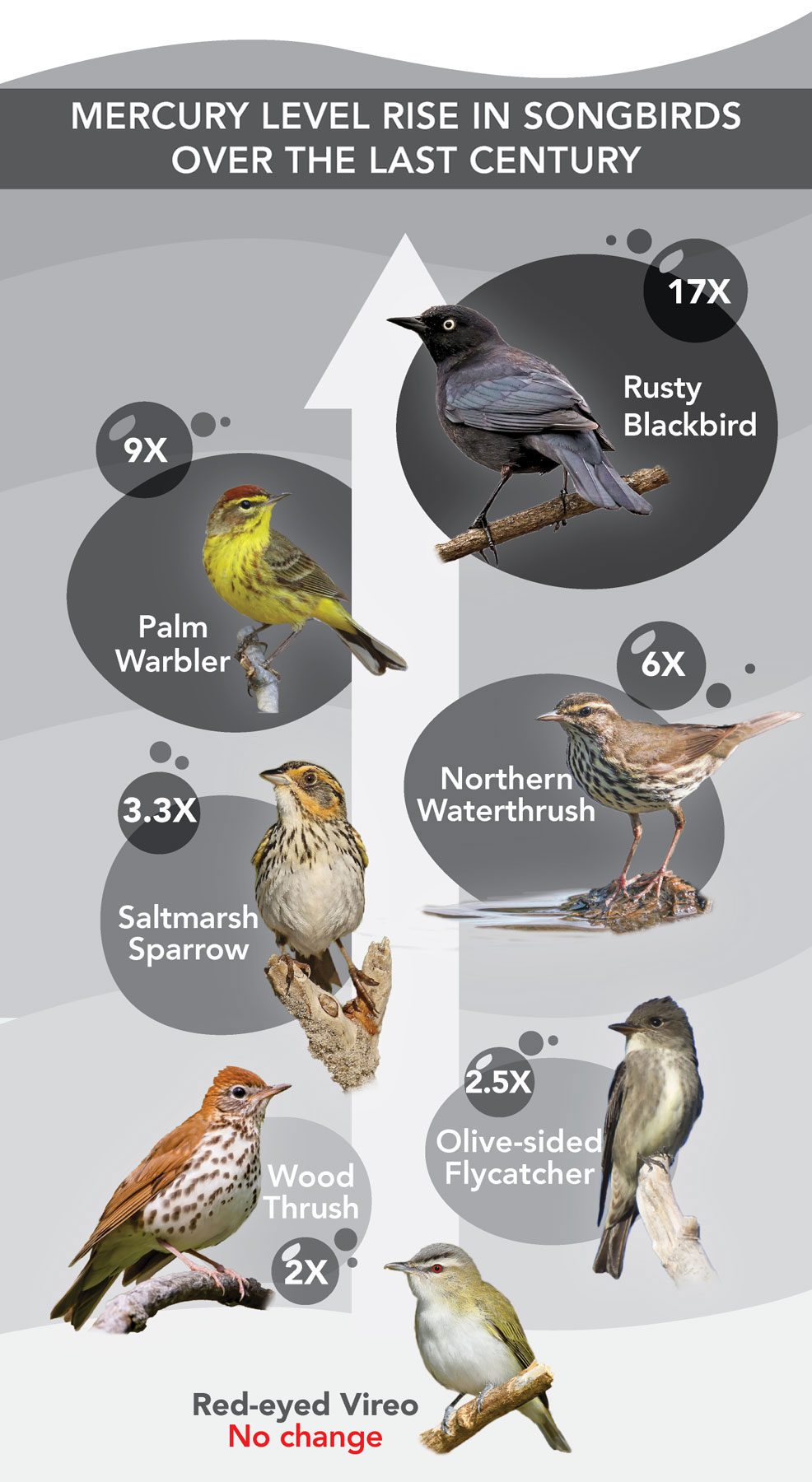 In research by University of Wisconsin–Stevens Point ecologist Marie Perkins, et al., six of seven songbird species studied showed increasing mercury levels over the past 100 years. Those six species also have declining populations in North America, whereas the lone species that didn’t exhibit increased mercury levels (Red-eyed Vireo) has an increasing population. Source: Historical patterns in mercury exposure for North American songbirds, Ecotoxicology, Oct. 2020. Infographic by Jillian Ditner. Macaulay Library photos: Rusty Blackbird by Brad Imhoff; Palm Warbler by Devin Griffiths; Northern Waterthrush by Derek Hameister; Saltmarsh Sparrow by Ryan Schain; Olive-sided Flycatcher by Gordon Karre; Wood Thrush by Matthew Plante; Red-eyed Vireo by Jean Guy Chouinard.