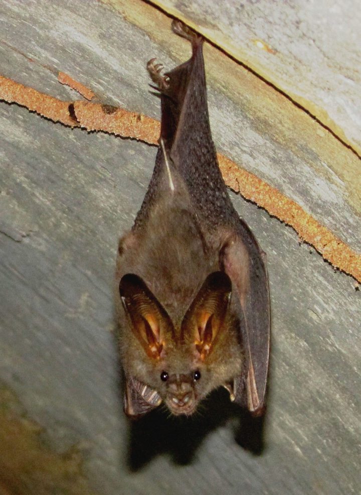 The False Vampire Bat (Megaderma spasma) is one of several insect eating bat species in Indonesia. Photo by pdunn3/Creative Commons.