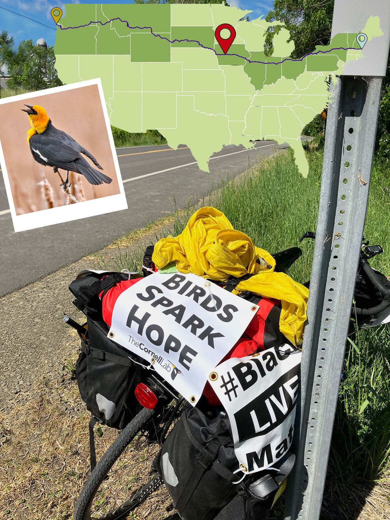 Muscatine, Iowa: Just after he crossed the Mississippi River, Edwards found a hotel to rest for the night. The hotel owner looked at the signs on Edwards’s bike and, with a puzzled look on his face, said: “What do you mean, birds spark hope?” Edwards replied: “You like birds, right? They are a sign of hope for all of us in these challenging times. So we need to preserve them as well.” As Edwards rode west, eastern birds gave way to western, like the Yellow-headed Blackbird, pictured. Photo courtesy of Scott Edwards, Yellow-headed Blackbird by Adam Dudley/Macaulay Library.