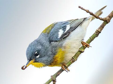 Gray/blue, white, orange bird on a branch.