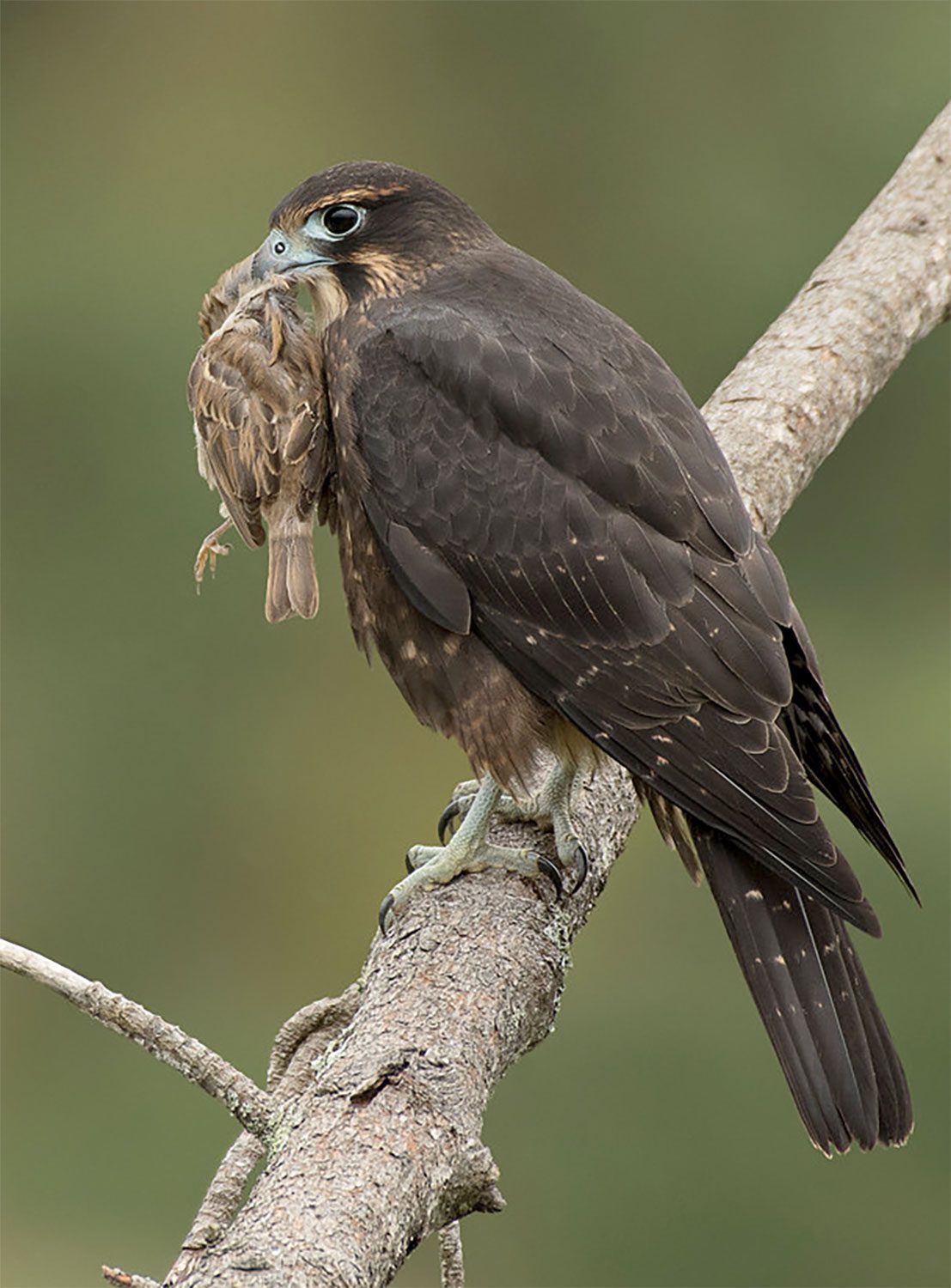 New Zealand Falcon preys on an invasive House Sparrow. Photo by mikullashbee via Birdshare.