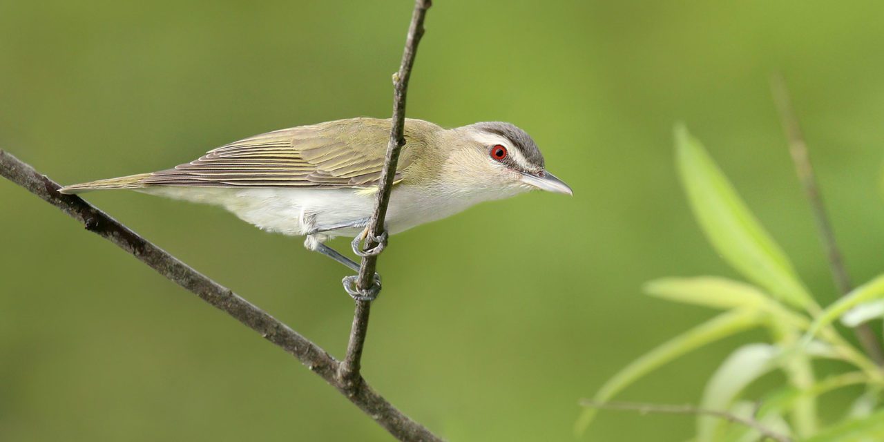 Red-eyed Vireos are one of the few bird species studied that do not appear to have rising mercury levels in their blood over recent decades. Perhaps not coincidentally, they also have rising populations. Photo by Ryan Schain/Macaulay Library.