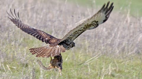 Red-tailed Hawk with ground squirrel in California. Photo by fotosynthesys via BIrdshare.