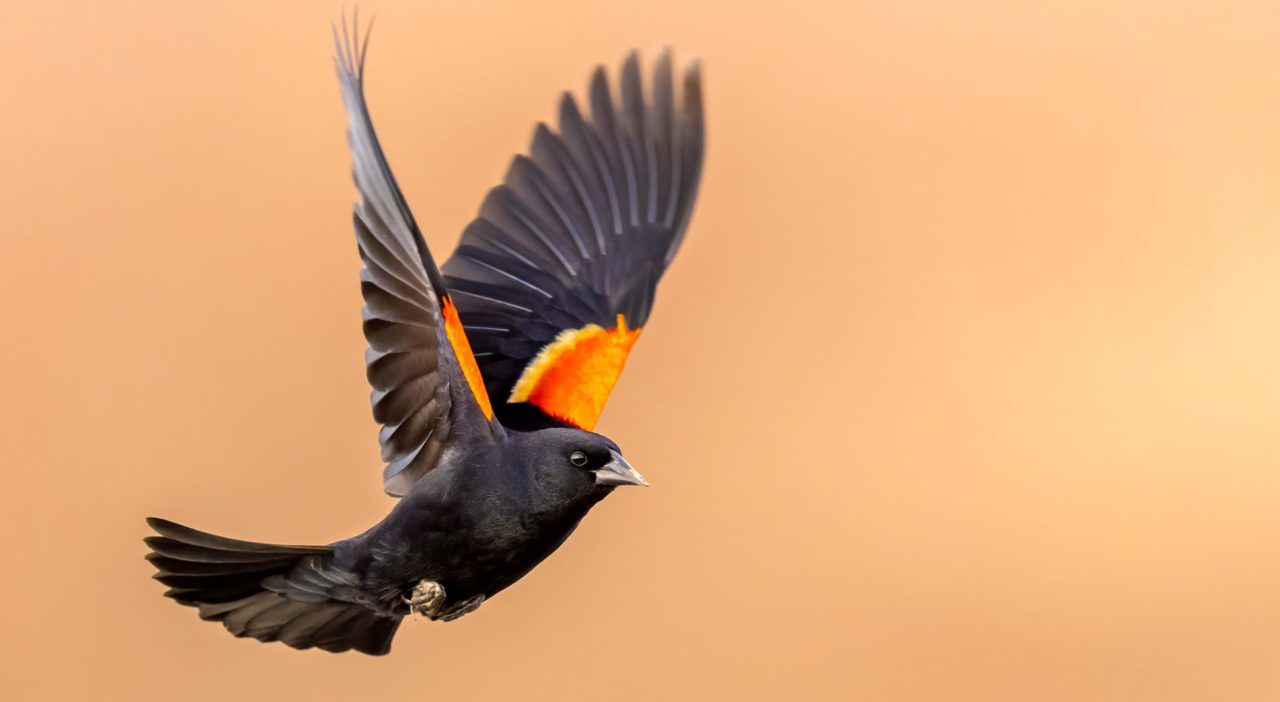 Research at a Massachusetts Superfund site found that Red-winged Blackbirds had mercury levels five to 10 times higher than Belted Kingfishers sampled at the same site. Photo by Brad Imhoff/Macaulay Library.