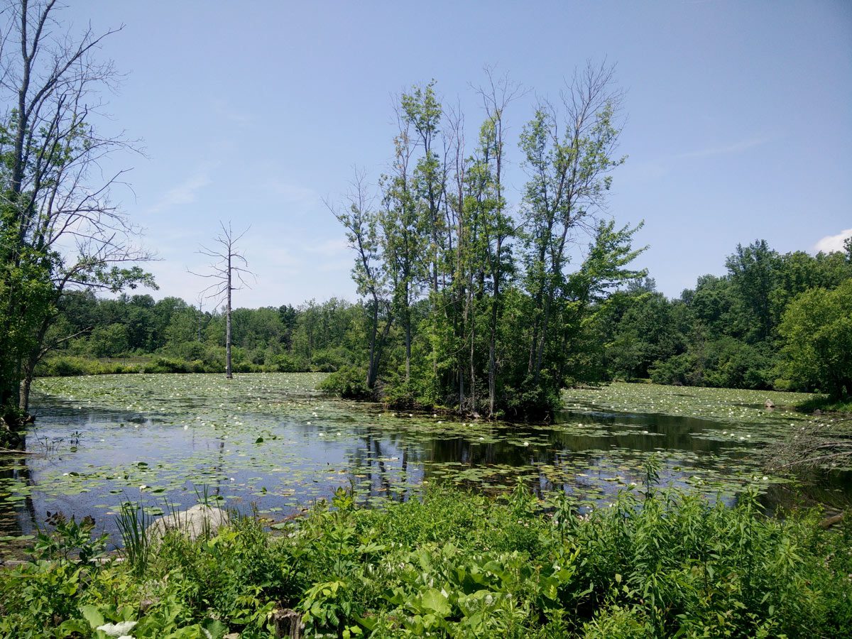 Sapsucker Woods pond by Jillian Ditner