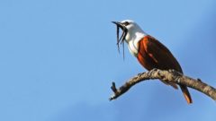 Three-wattled Bellbird perched on bare limb against blue sky