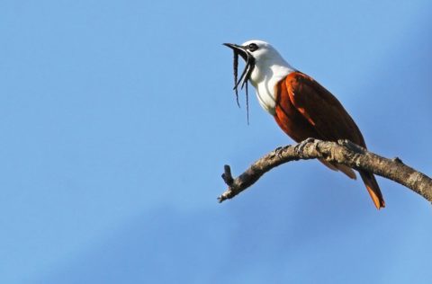 Three-wattled Bellbird perched on bare limb against blue sky