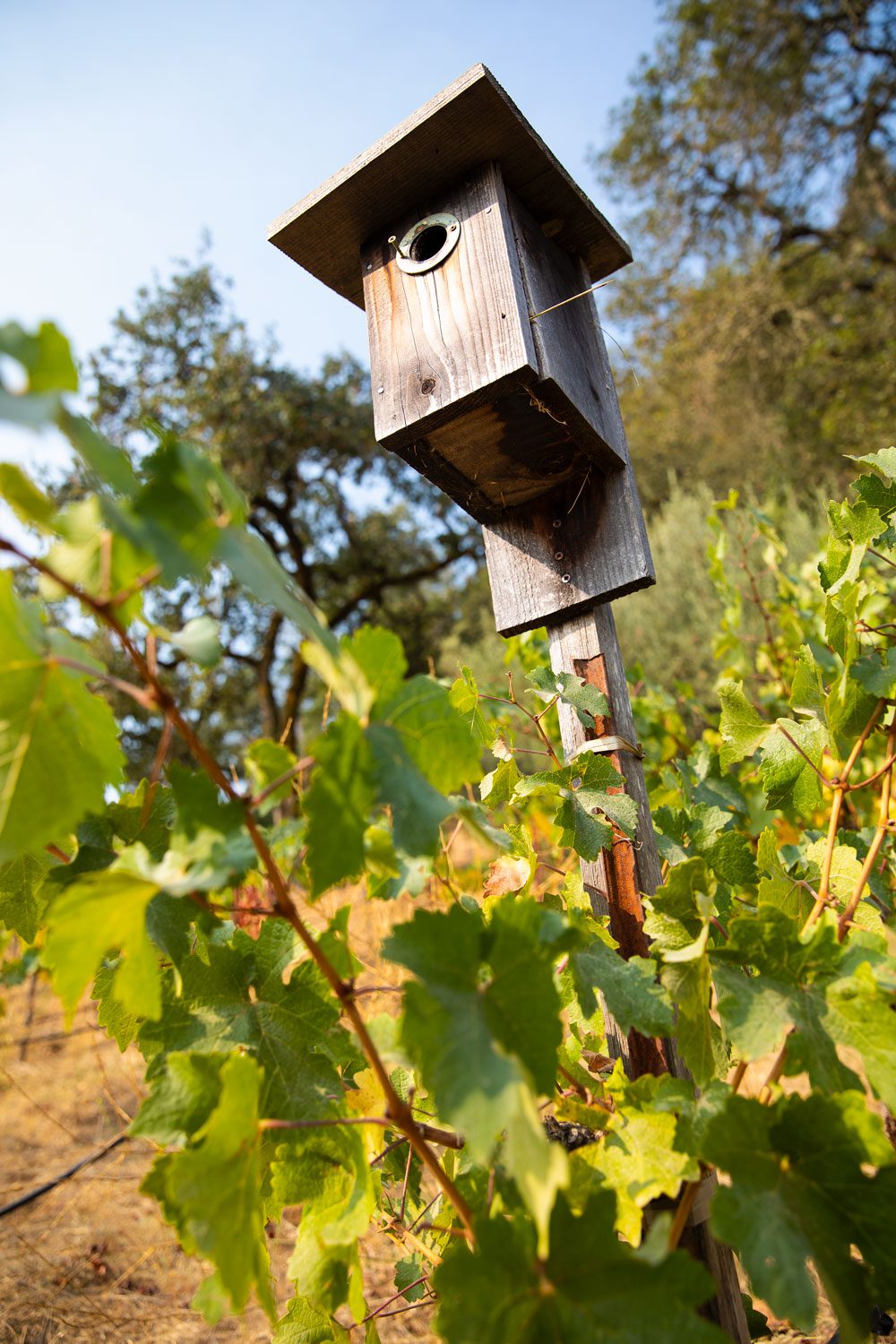 At Tres Sabores vineyard Johnson has pursued a long-term resilience strategy on her farm by installing over 50 nest boxes for bluebirds and owls. Photo by Kaare Iverson.