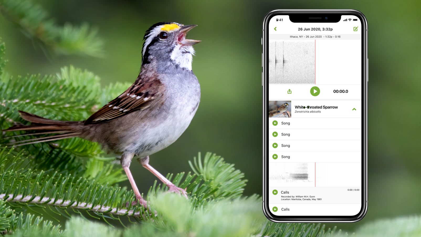 What's That Bird Song? Merlin Bird ID Can Tell You | All About Birds All  About Birds