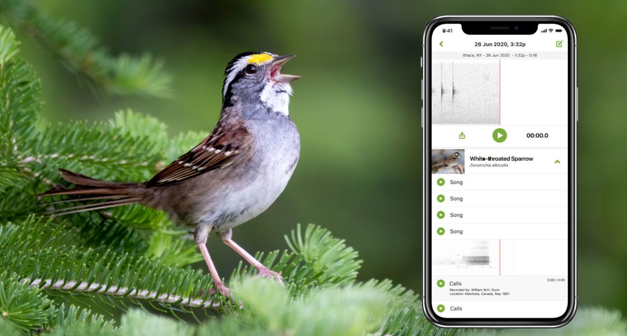 Whats That Bird Song? Merlin Bird ID Can Tell You