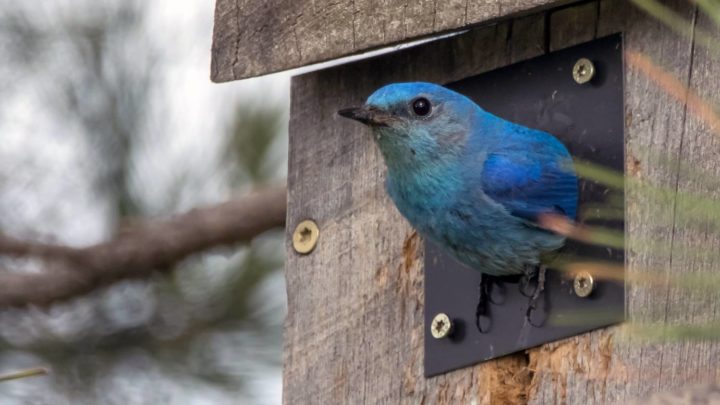 Male Mountain Bluebird looking out of nest box