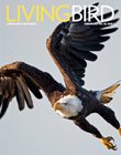 Living Bird cover, Summer 2021. Bald Eagle by Brian Kushner.