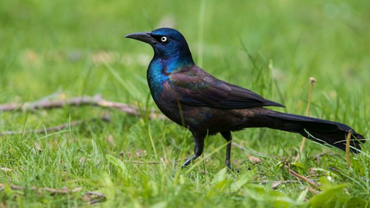 Common Grackle, black and iridescent bird, on lawn