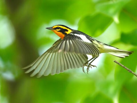 Blackburnian Warbler