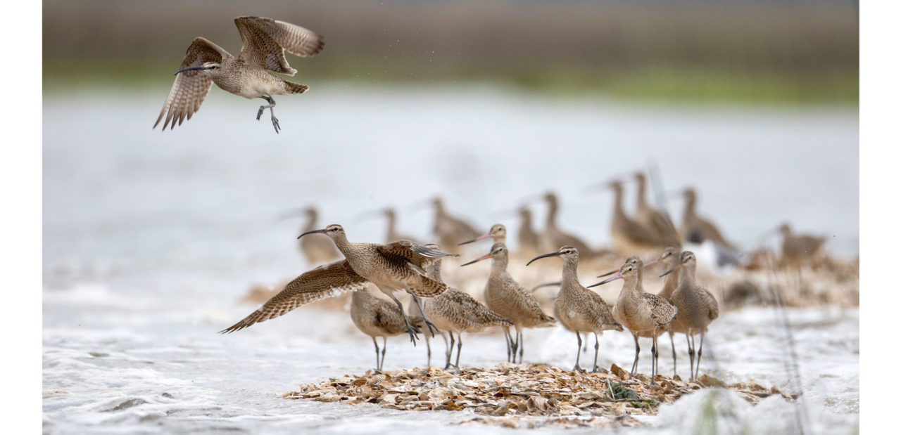 Whimbrels and Marbled Godwits stand on a tiny patch of dry ground surrounded by water.