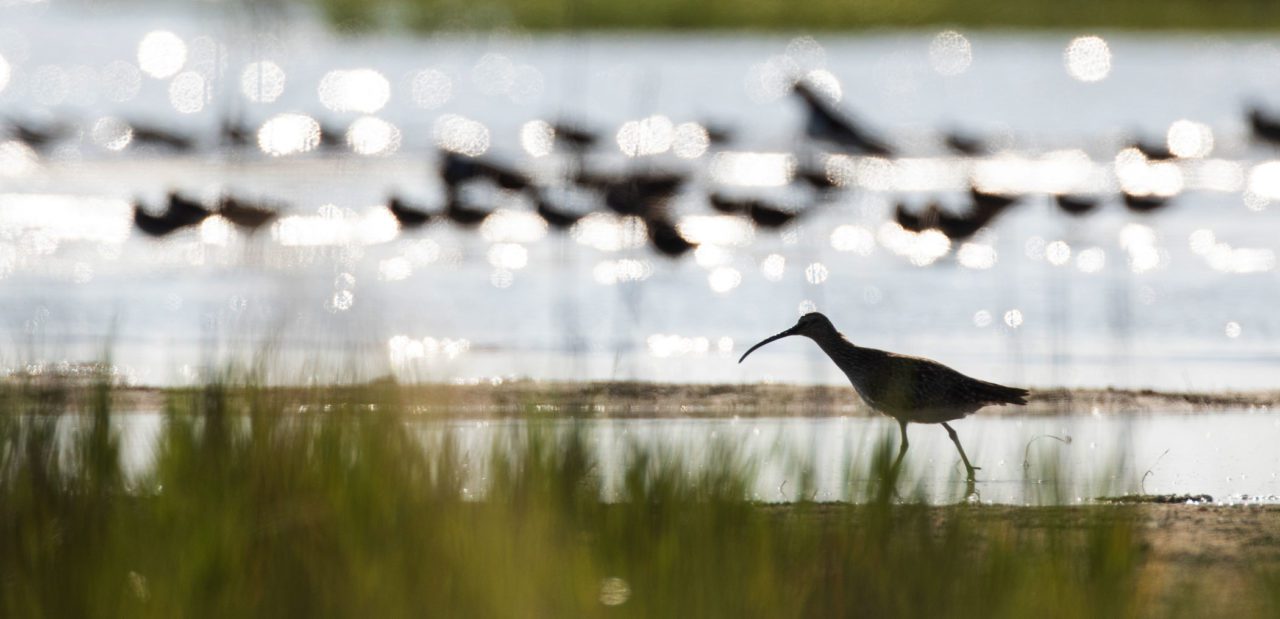 Whimbrel silhouetted against sunlit water, with more shorebirds in the background.